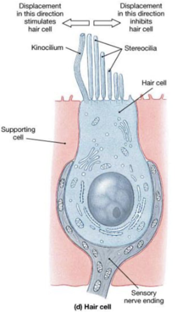 <p>One apical, long, rigid kinocilium</p><p>Bundle of 30-50 rigid, unbranched stereocilia</p>