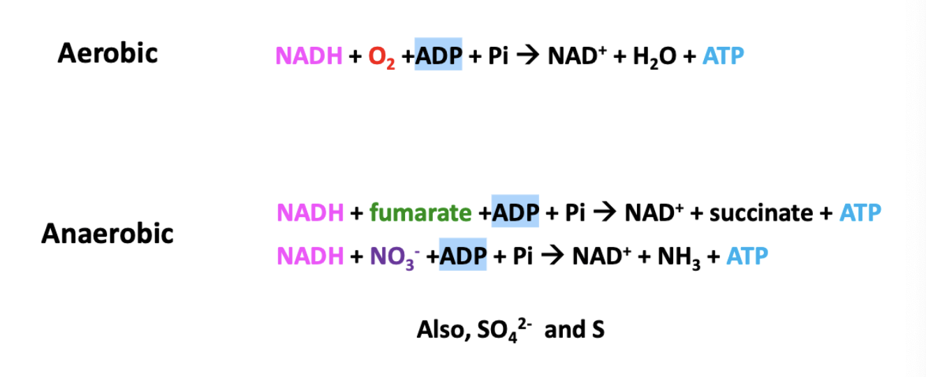 <p><span>Anaerobic respiration uses terminal electron acceptors other than O2</span></p><ul><li><p>fumarate</p></li><li><p>No3-</p></li><li><p>SO4 2-</p></li><li><p>S</p></li></ul><p></p>