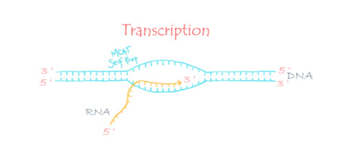 <p>(C) Transcription</p><p>DNA is used as a template to generate RNA in a process known as transcription.</p>
