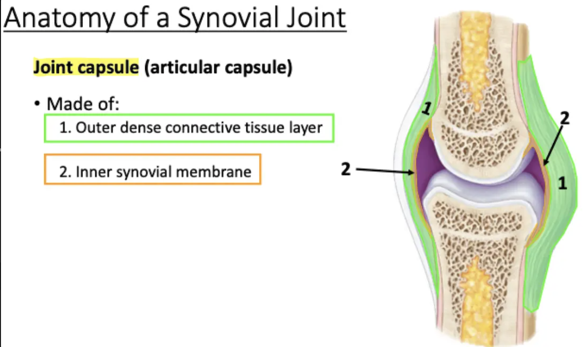 <ul><li><p>Lines inner surfaces of the joint (does not cover the articulating bone surfaces)</p></li><li><p>Produces synovial fluid</p></li></ul>