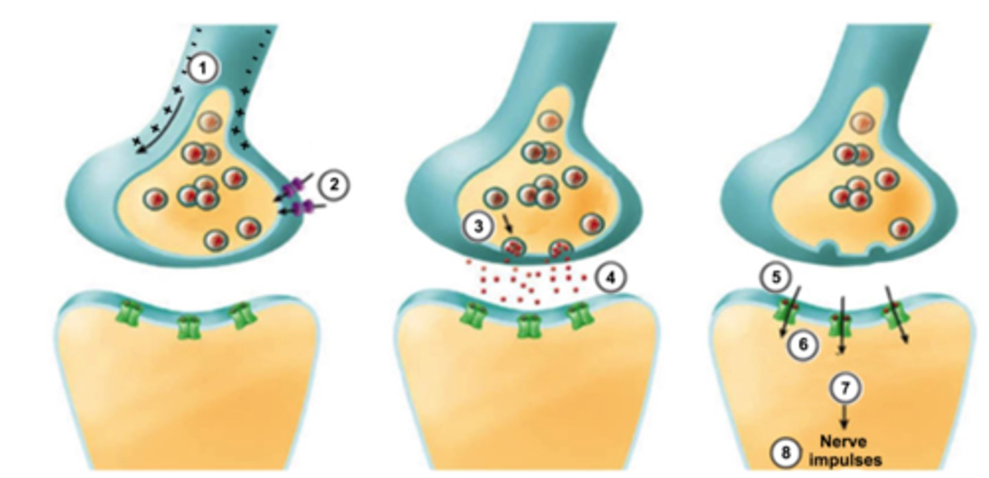<p>1) Action potential arrives at pre-synaptic axon terminal</p><p>2) Voltage gated Ca++ channels open on the pre-synaptic terminal</p><p>3) Ca++ causes synaptic vesicles to fuse to the cell membrane release NT via exocytosis</p><p>4) Neurotransmitter diffuses across synaptic cleft</p><p>5) Neurotransmitter binds to receptors on the post-synaptic cell membrane</p><p>6) Ligand-gated ion channels open on the post synaptic membrane and Na++ flows into post-synaptic cell</p><p>7) Postsynaptic potential reaches threshold and fires an action potential</p><p>8) Nerve impulses continue to propagate</p>