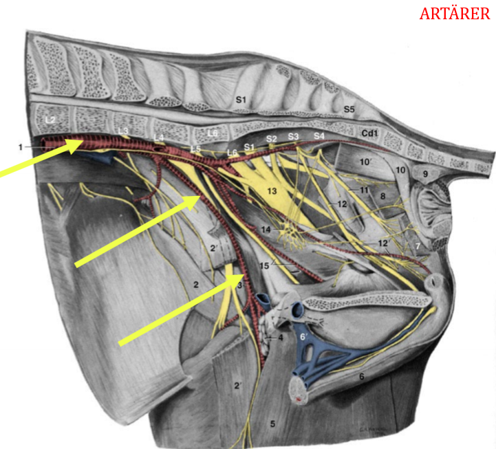 <p>Mellersta pilen</p>