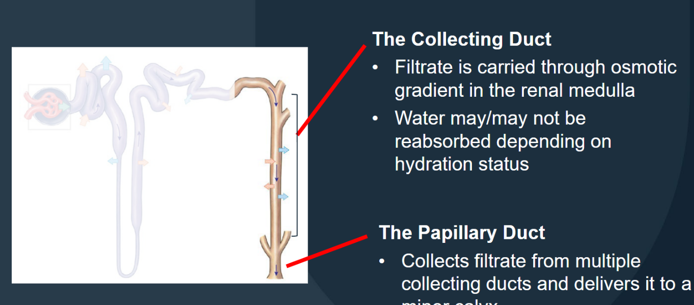 <p><span style="color: #100f0f">Carries filtrate through the osmotic gradient in the renal medulla; water may/may not be reabsorbed depending on </span><span style="color: #100f0f">hydration status</span></p>