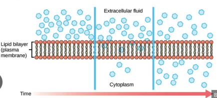 <p>spontaneous process resulting from the constant motion of molecules</p><p>substances move from a high to low concentration</p><p>move DOWN the concentration gradient</p><p>molecules diffuse directly across the membrane</p><p>different rates of diffusion for different molecules</p><p>even with diffusion, membrane is still selectively permeable</p><p>affected by SA, being non polar, being small</p>