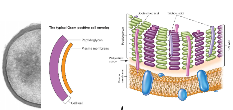 <p>composed primarily of peptidoglycan; features teichoic acid; has a plasma membrane inside the cell wall</p>