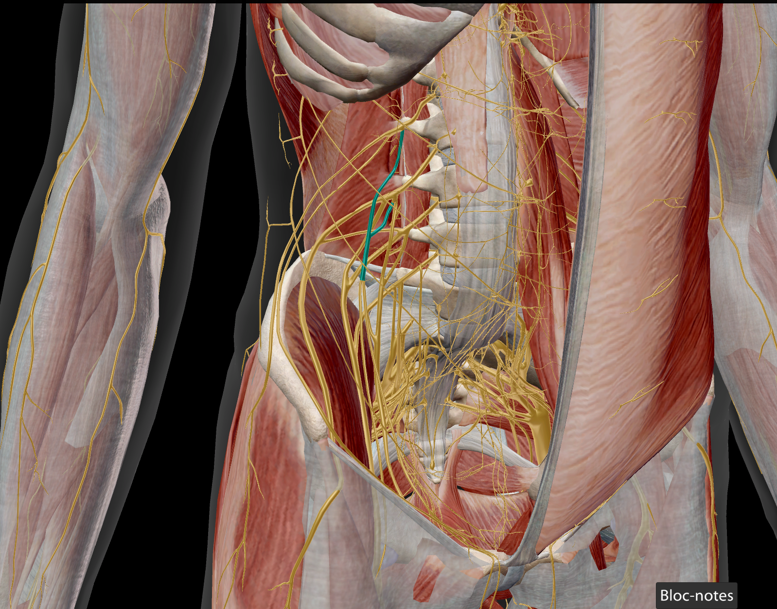 <p>donne ramus genitalis et ramus femoralis (sensitif supérieur antérieur jambe au dessus trigonum femorale)</p>