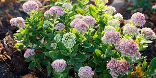 <p>Stonecrop or sedum(<em>Sedum ternatum</em> Michx.)</p>