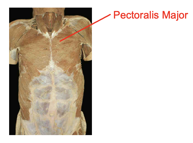 <ul><li><p>perctoralis. major</p></li></ul><p></p><p>Origin</p><ul><li><p>clavicular head- medial clavicle</p></li><li><p>sternal head- seternum and costal cartilatges of superior ribs</p></li></ul><p>Insertion</p><ul><li><p>lateral bicipital (intertubercular) groove of humerus</p></li></ul><img src="https://knowt-user-attachments.s3.amazonaws.com/a51196ff-6e86-4fbe-b514-a557738554c0.png" data-width="100%" data-align="center"><p></p>