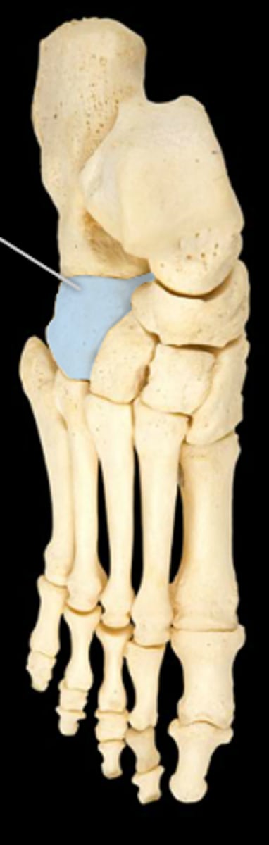 <p>the cube shaped bone on the lateral side of the tarsus</p>