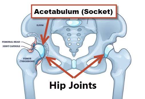 <p>Acetabulum.</p>