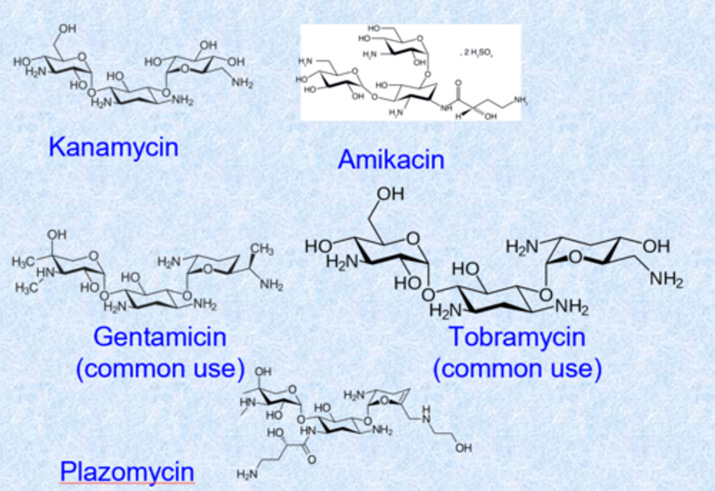 <p>- complex shape</p><p>- 5 or 6 membered rings with oxygens = glycosides (sugars)</p><p>- glycosidic linkage but many basic nitrogens (NH2 becomes super highly positive charged, penetrate into gram negative bacteria)</p><p>- all basic nitrogens make this work (bind tightly to phosphates)</p>