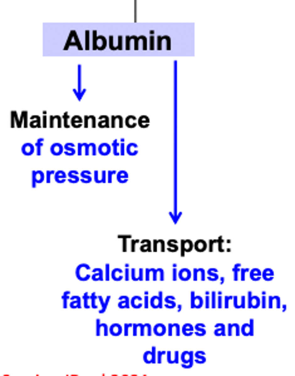 <p>helps maintain water balance and blood viscosity (highest amount)</p>