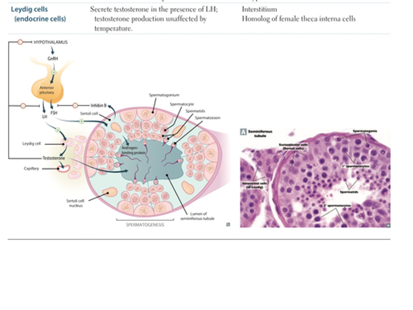 <p>Between the seminiferous tubules</p><p>Produce testosterone</p>