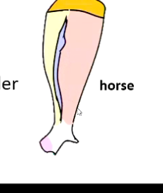 <p><strong>Large species:</strong></p><p>• Tuber on spine</p><p>• Cartilage extension to dorsal border</p><ul><li><p>Horse specifically does not have acromnion process</p></li></ul><p></p>