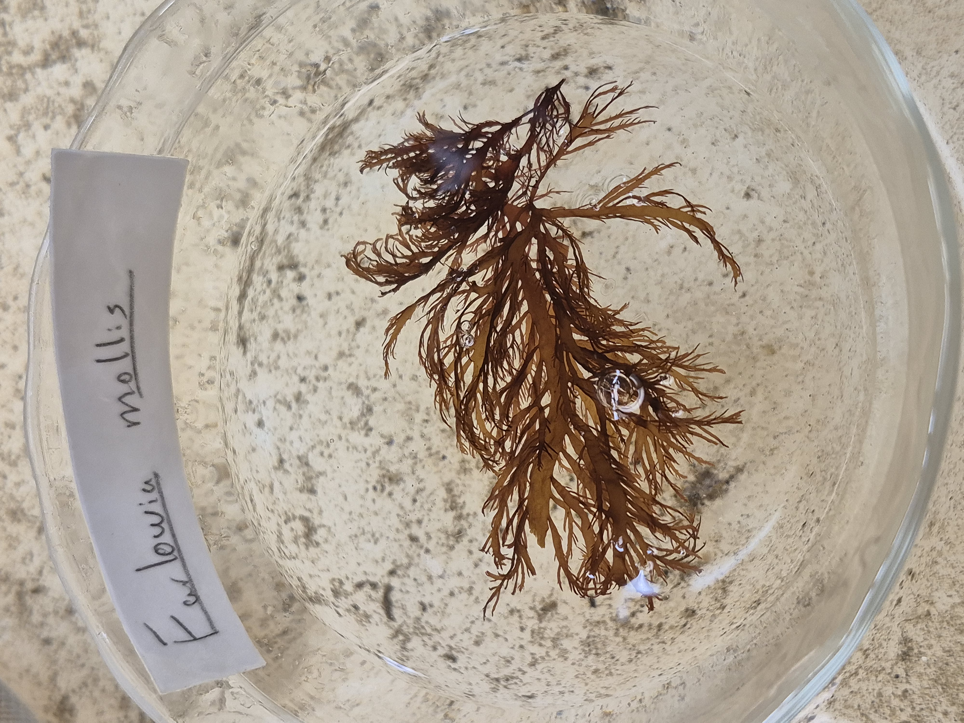<p>Farlowia mollis</p>