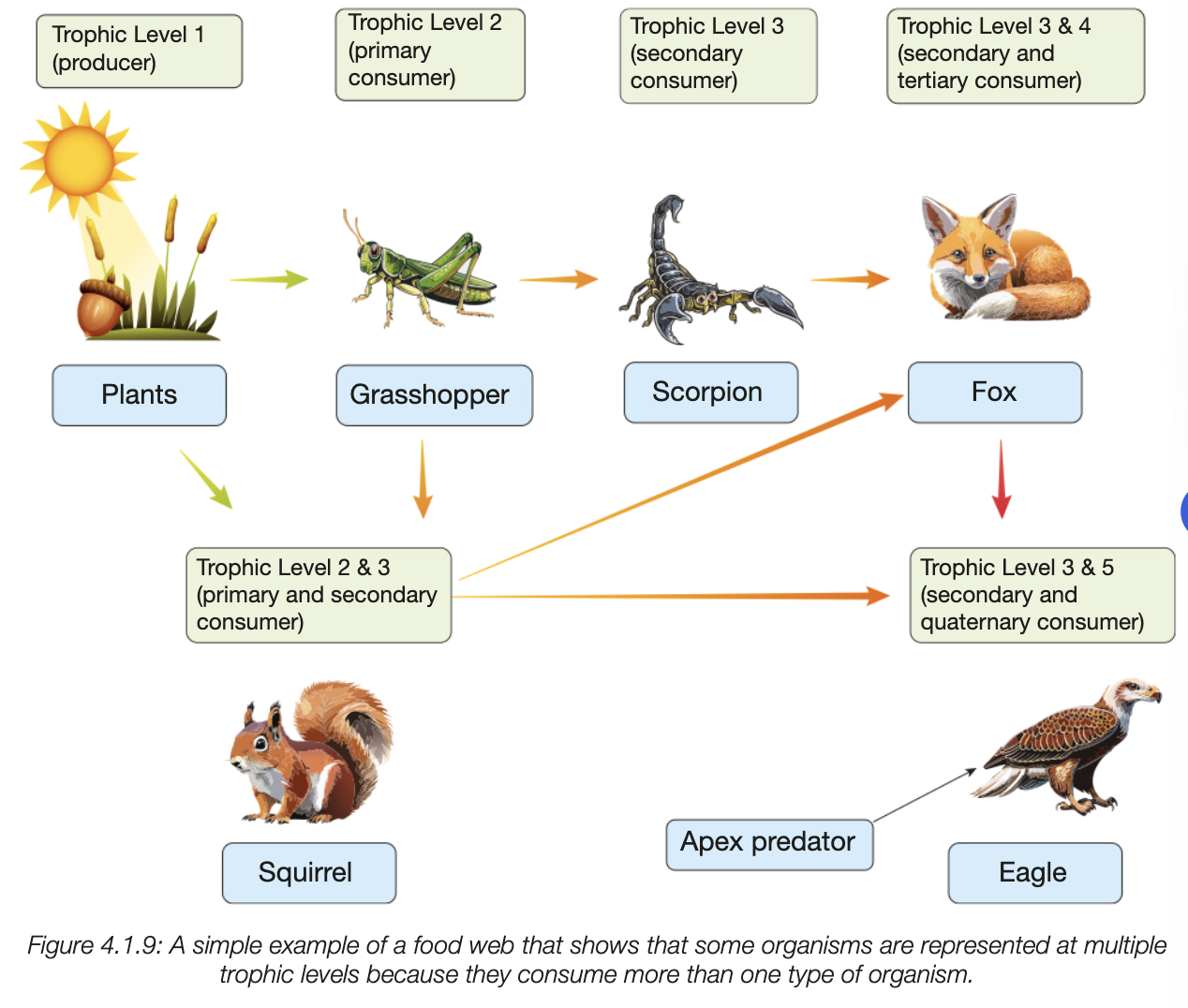 <p>trophic level - relative position of an organism in the food chains </p><p>1st - producer, synthesises own energy-rich compounds (e.g. plants)</p><p>remaining - heterotrophs, feed on producers and other animals consuming producers, consumers</p><p></p><p>first consumer in fodo chain - primary consumer - 2nd trophic level</p><p>seconadry consumer - eats primary consumer, 3rd trophic level</p><p>consumer at top of food chain - apex predator, no natural predators</p><p></p><p></p><p>food web - many linked fodo chains, more accurate</p>