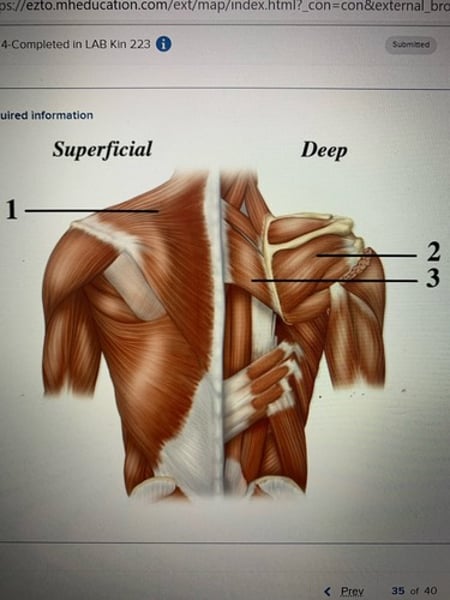 <p>Trapezius</p>