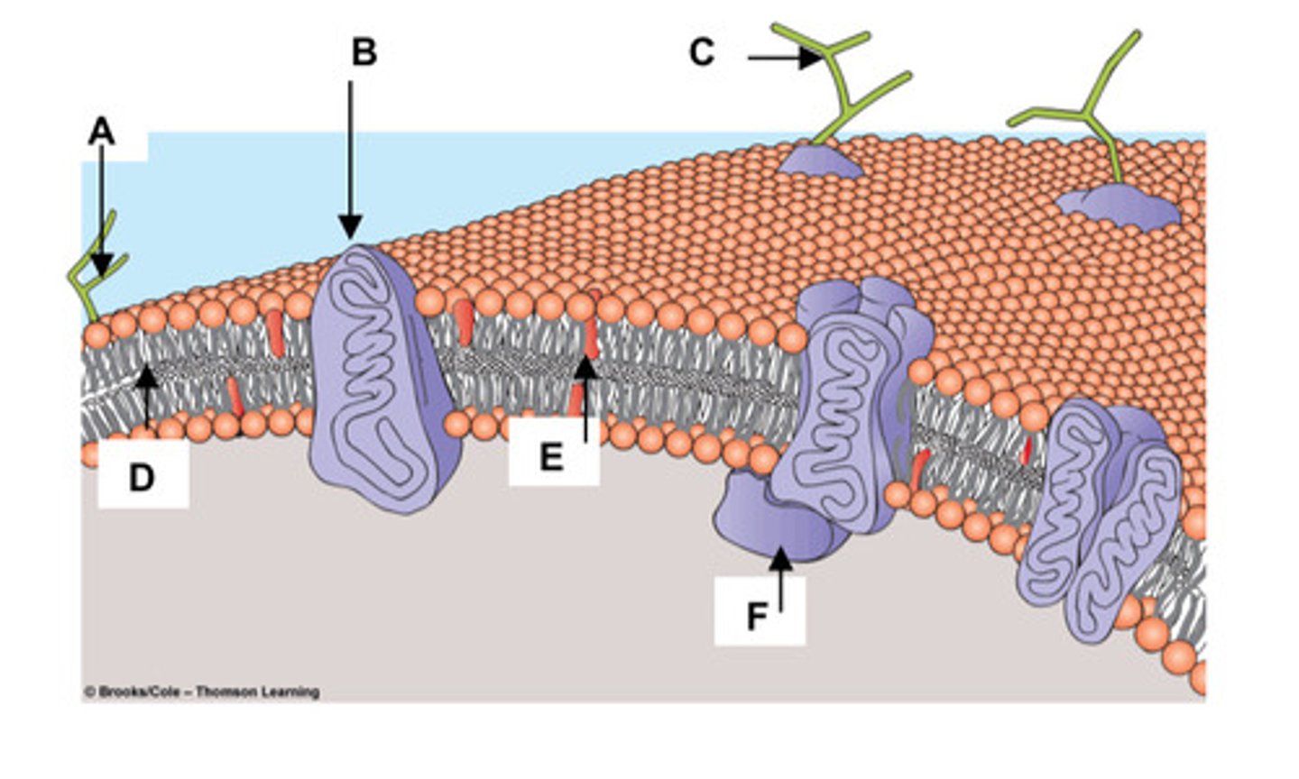 <p>Match the components of the plasma membrane with the letters in the figure at right.</p><p>a. Cholesterol -</p><p>b. Glycolipid -</p><p>c. Integral Membrane Protein -</p><p>d. Peripheral Membrane Protein -</p><p>e. Glycoprotein -</p>