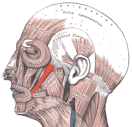 <p>Origin: zygomatic bone Insertion: skin and muscle at corner of lips Action: raises corner of mouth</p>