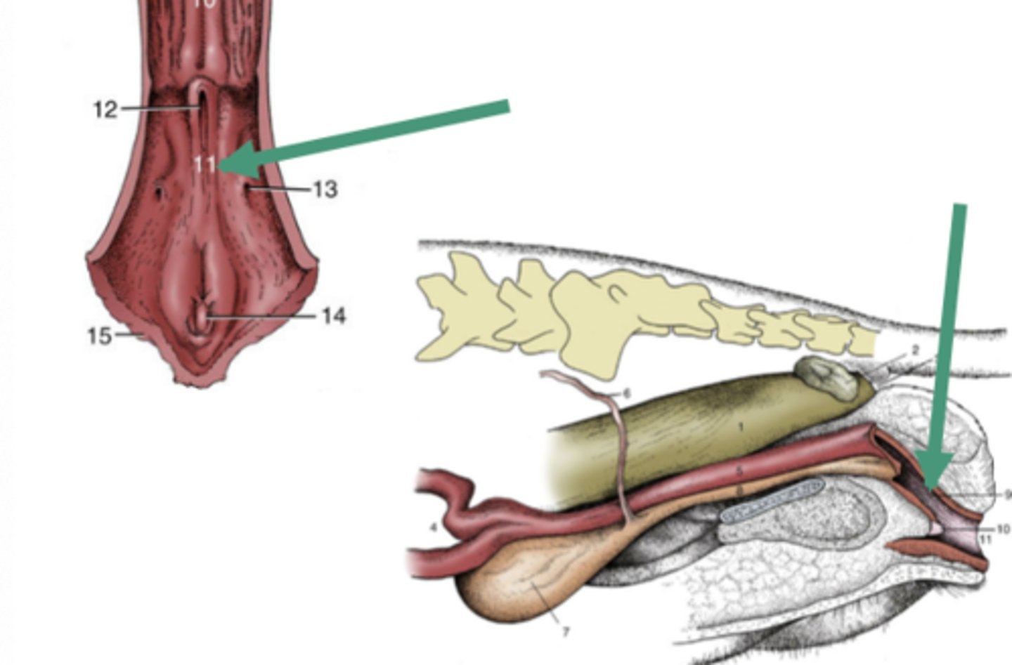 <p>-shared urinary and reproductive space</p><p>-somewhere in-between the cloaca of the bird and entirely separate tracks of the human</p><p>-contains the urethral opening and the vaginal opening</p>