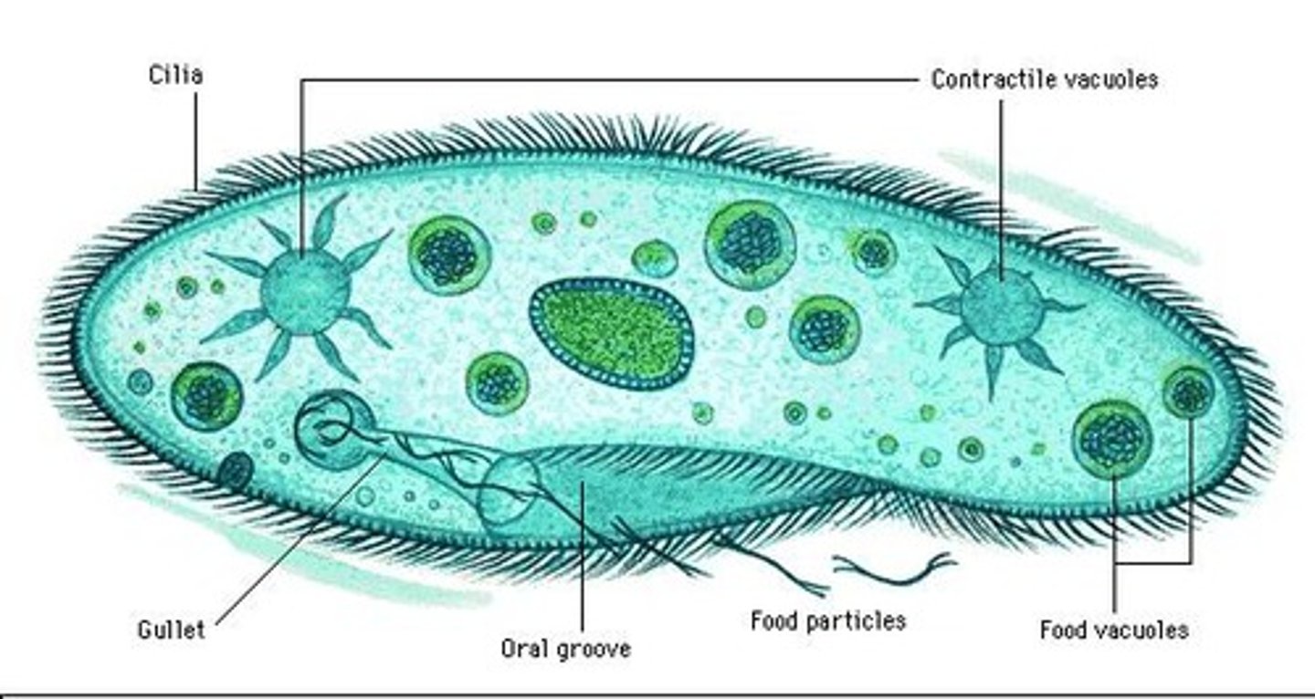 <p>- Commonly known as Protozoa</p><p>- Are heterotrophic</p><p>- Consume other organic matter</p><p>- Usually motile with appendages to help movement</p><p>3 multiple choice options</p>