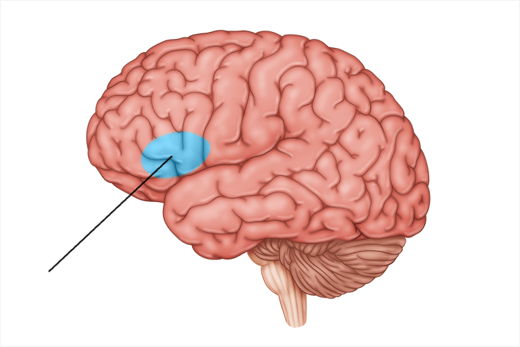 <p>controls motor function and <strong>speech production</strong>; only in left hemisphere</p>