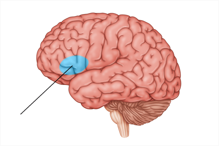 <p>controls motor function and speech production; only in left hemisphere</p>