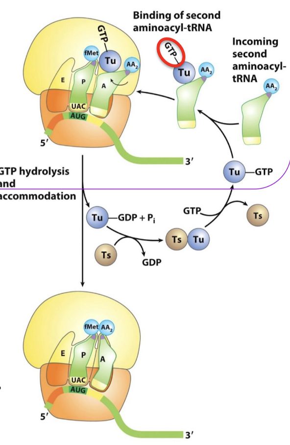 <p>EF-Ts act as a GEF (guanine nucleotide exchange factor) for EF-Tu. It promotes the release of GDP to allow the rebinding of a GTP.</p>