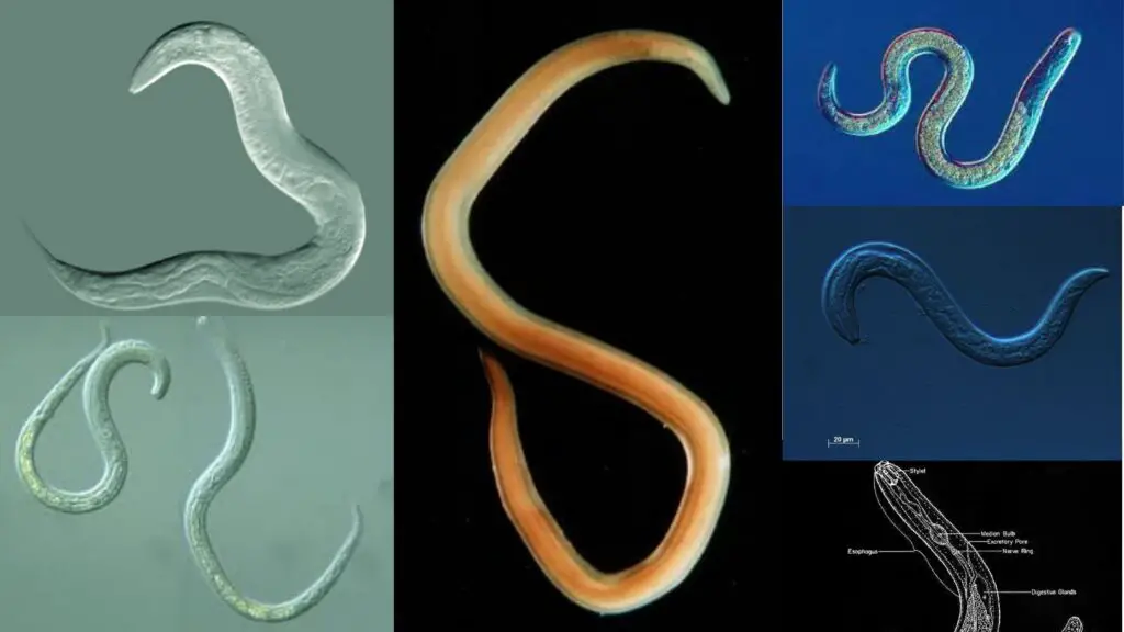 <p>25,000 species</p>