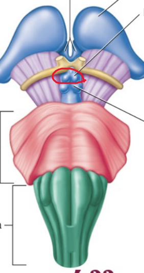 <p>Feature. Top 2 wings of the butterfly</p>