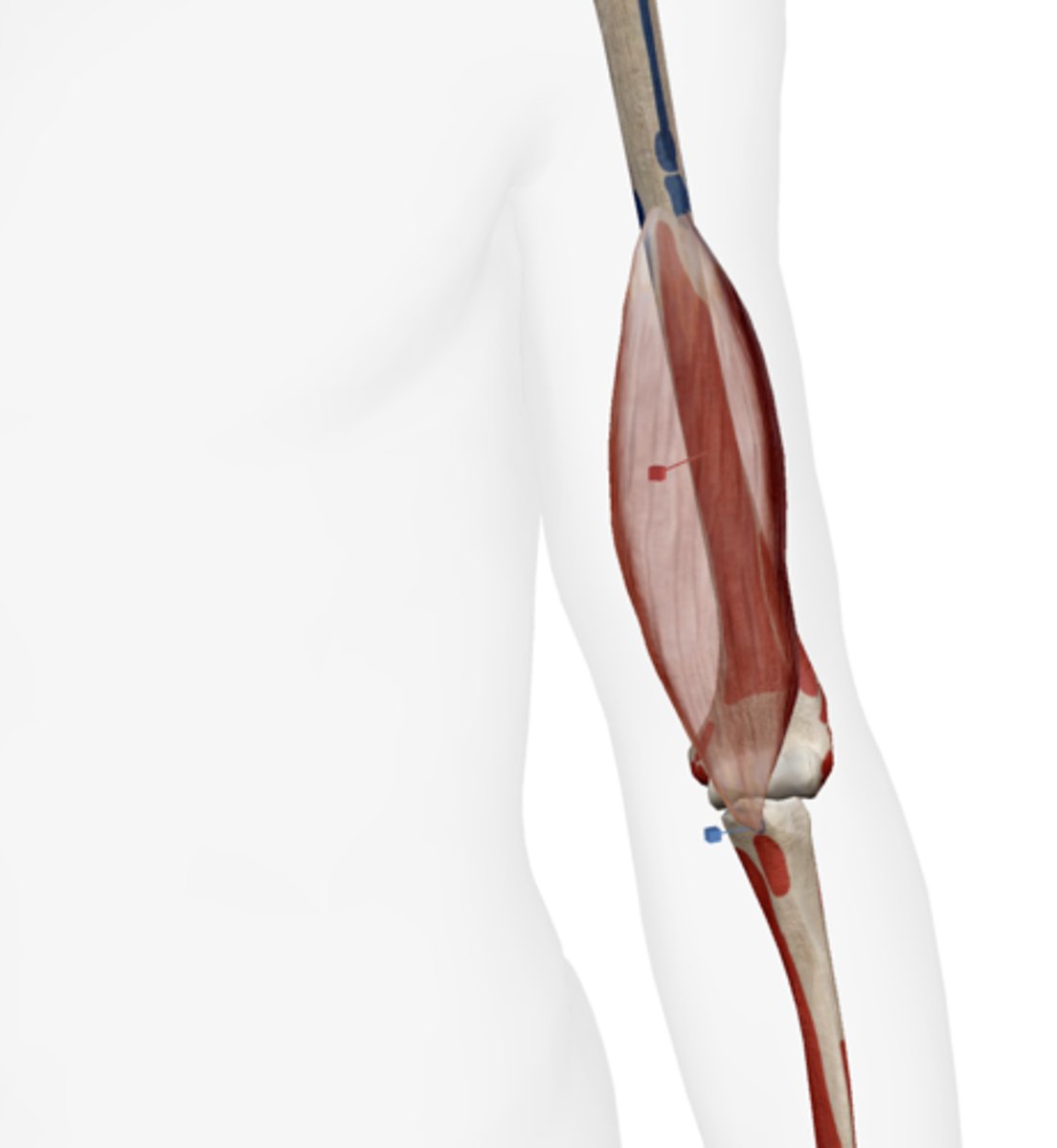 <p>Tuberosity of the ulna.</p>
