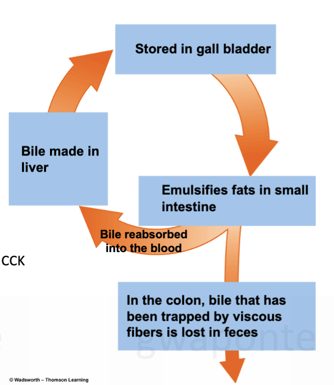 <ul><li><p>made in the liver, stored in the gall bladder </p></li><li><p>emulsifies fat, allowing enzymes to hydrolyze it into smaller units that can be absorbed </p></li><li><p>greenish fluid containing: </p><ul><li><p>bile salts: derived from cholesterol </p></li><li><p>phospholipids (e.g. lecithin) </p></li><li><p>cholesterol </p></li><li><p>bile pigments </p></li></ul></li><li><p>bile secretion stimulated by CCK </p></li></ul><p></p>