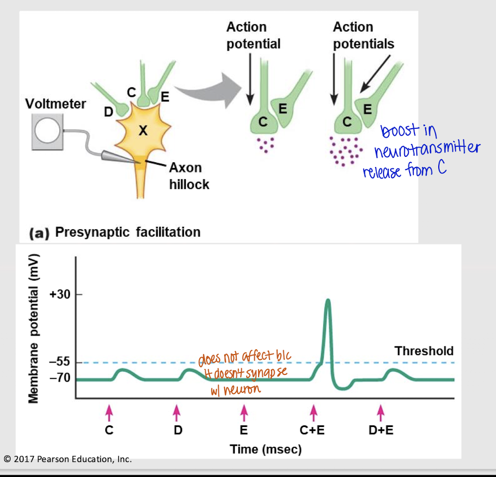 <p>presynaptic facilitation </p>