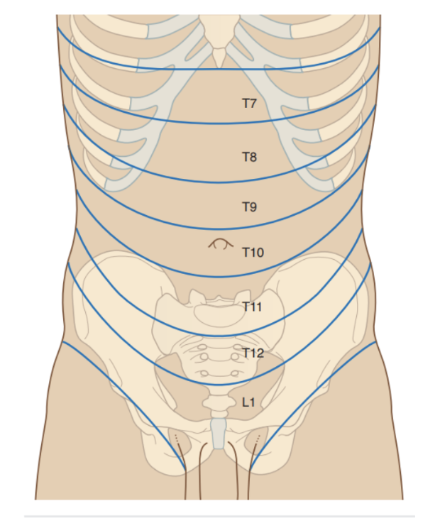 <p>Innervation of abdominal wall terminates at innervation of skin — these nerves correspond to a different zone that their innervate —</p><ul><li><p>Nerves T7-T9 supply the skin from xiphoid process to just above the umbilicus</p></li><li><p>T10 supplies skin around umbilicus</p></li><li><p>T11, T12, &amp; L1 supply the skin from just below the umbilicus to (&amp; including) the pubic region</p><ul><li><p>Ilio-inguinal nerve (L1 branch) supplies anterior surface of scrotum or labia majora, &amp; sends a small cutaneous branch to the thigh</p></li></ul></li></ul><p>During their course through the anterolateral abdominal wall, the thoracoabdominal, subcostal, &amp; iliohypogastric nerves communicate with each other</p>