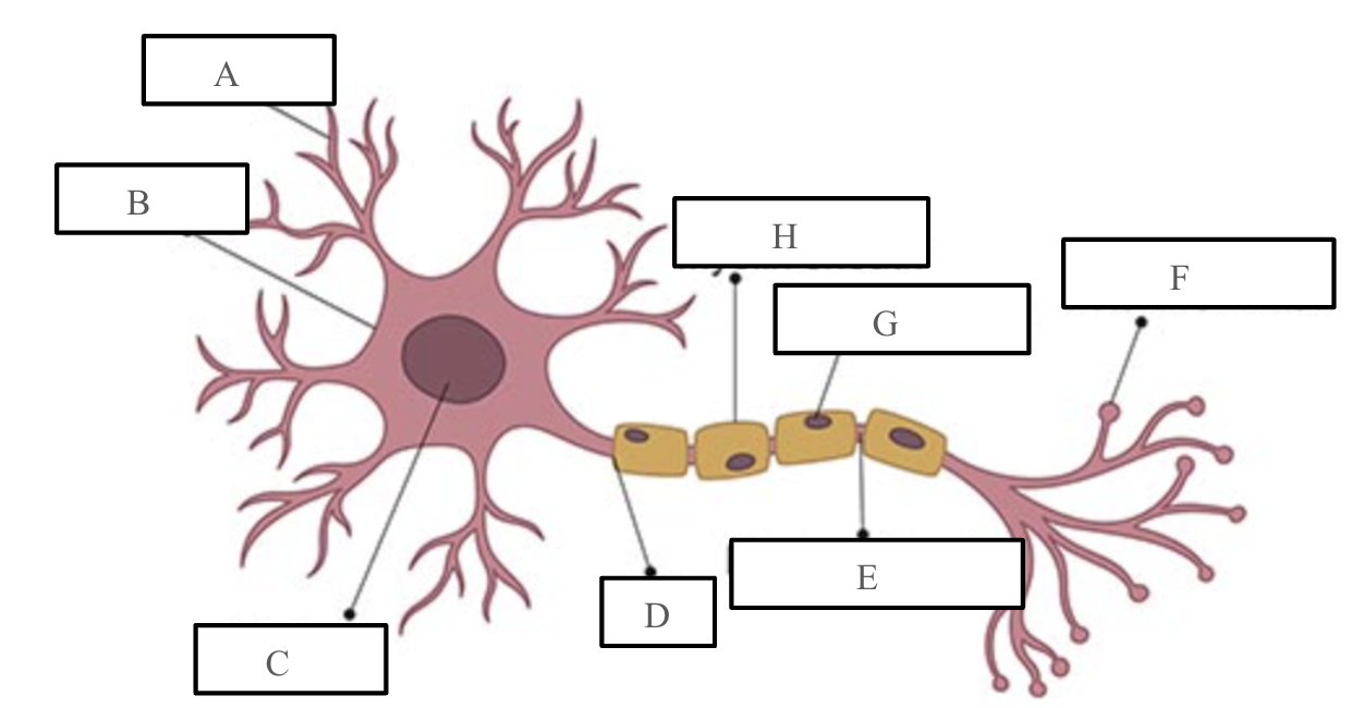 <p><strong><u>Axon Terminal</u></strong></p><p>Forms junctions with other cells</p>