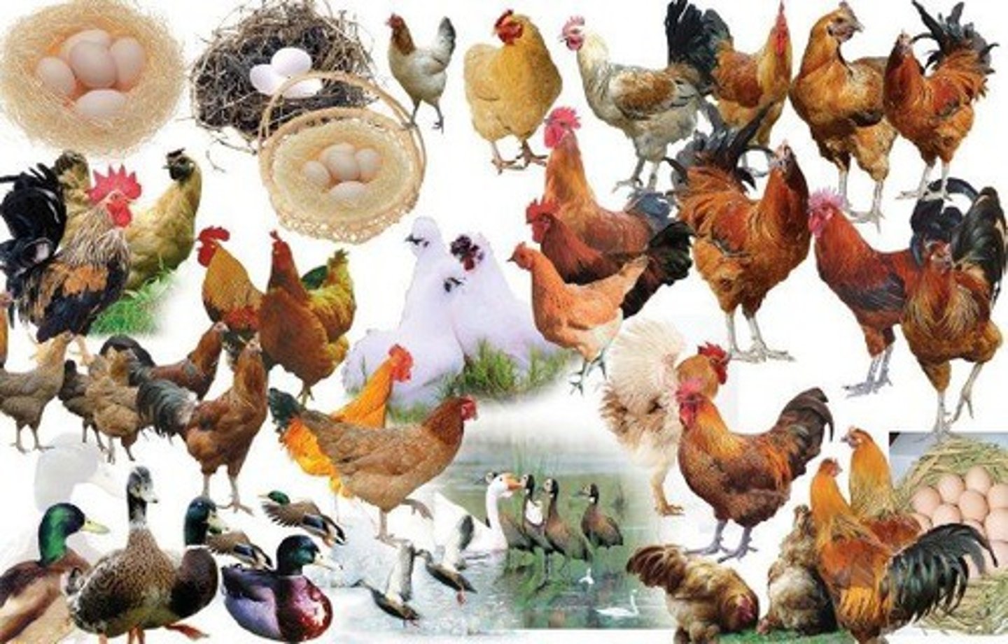 <p>bird, poultry (fem. noun)</p>