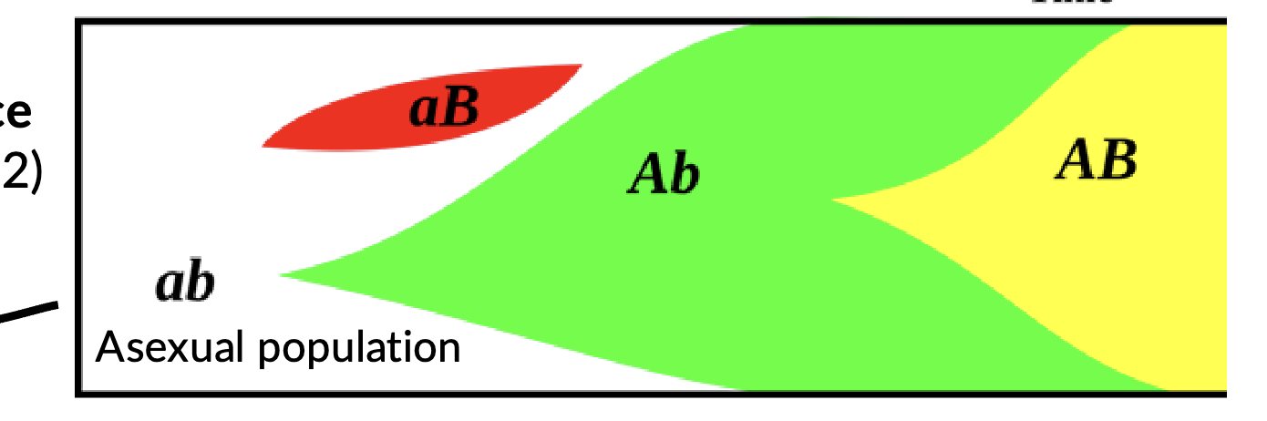 <p>Clonal interference</p>