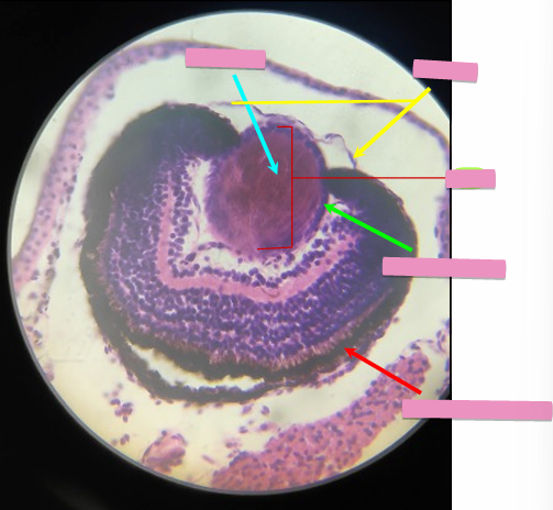 <p>what level<br>primary brain vesicle<br>parts</p>