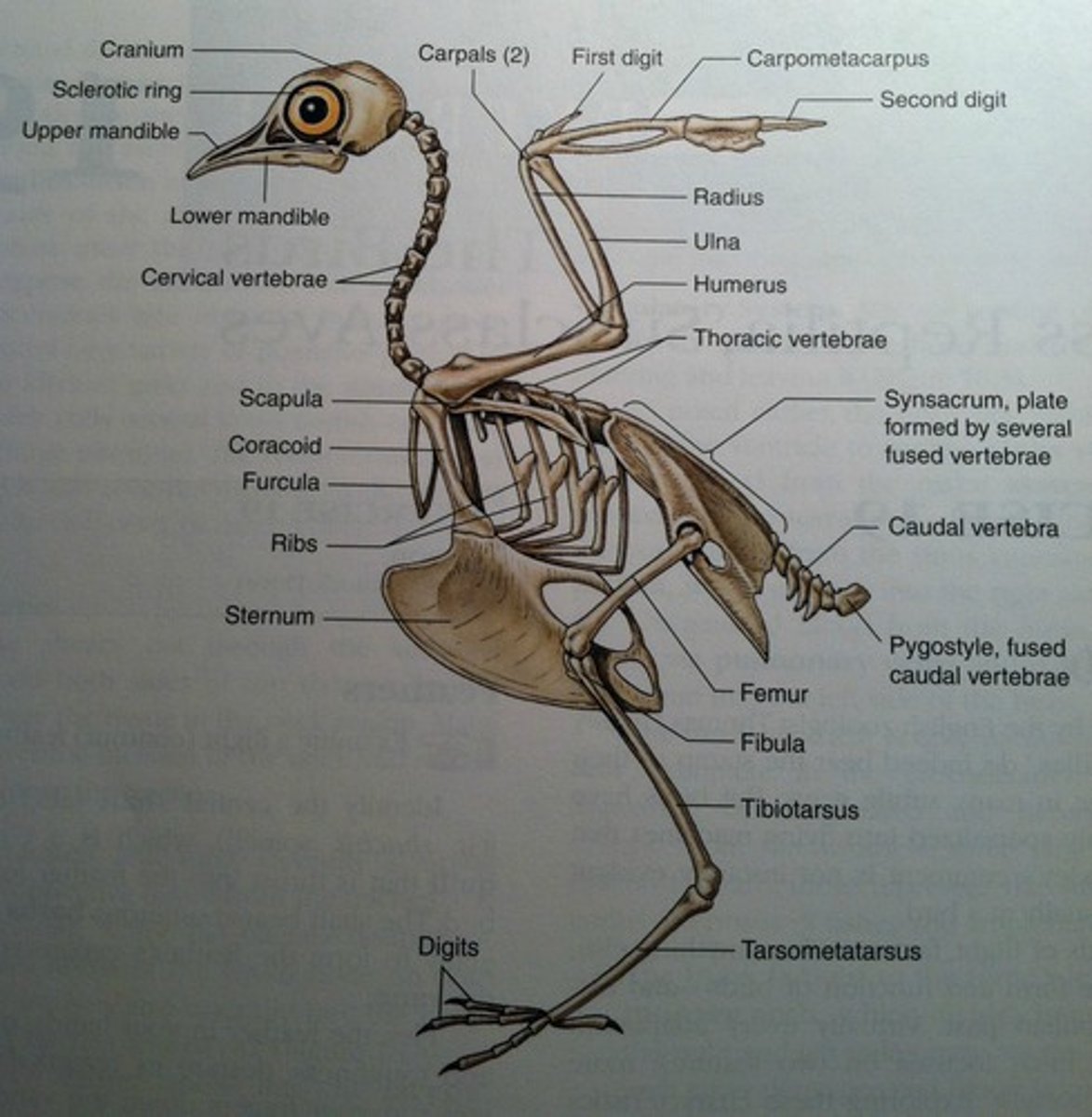 <p>Bones are thin and hollow (lightweight), many are fused</p>