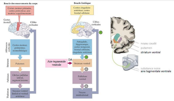 -a un rôle important dans le renforcement et l'inhibition de certains comportements. 
-présente une organisation similaire à la boucle motrice des mouvements volontaires (au niveau de la voie directe) : 
°le striatum ventral reçoit des afférences excitatrices du cortex (amygdale, hippocampe, cortex temporal, frontal, orbitaire, cingulaire antérieur)
°projections neuromodulatrices vers le striatum ventral, le pallidum ventral et le noyau médio-dorsal du thalamus
°efférences corticales
=> projections dopaminergiques de l'aire tegmentale ventrale du mésencéphale sur le striatum ventral