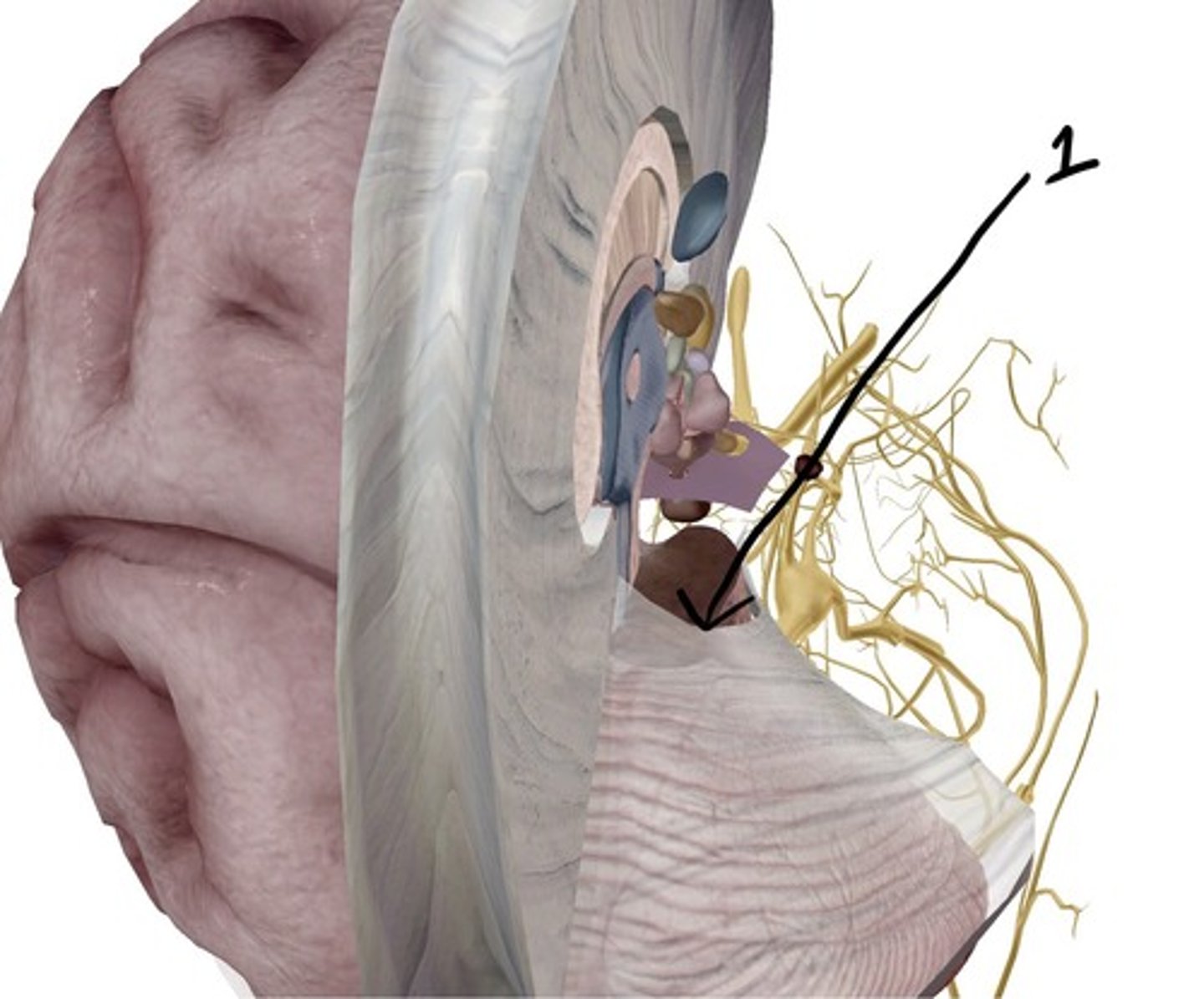 <p>the space in the tentorium through which the brainstem passes</p>