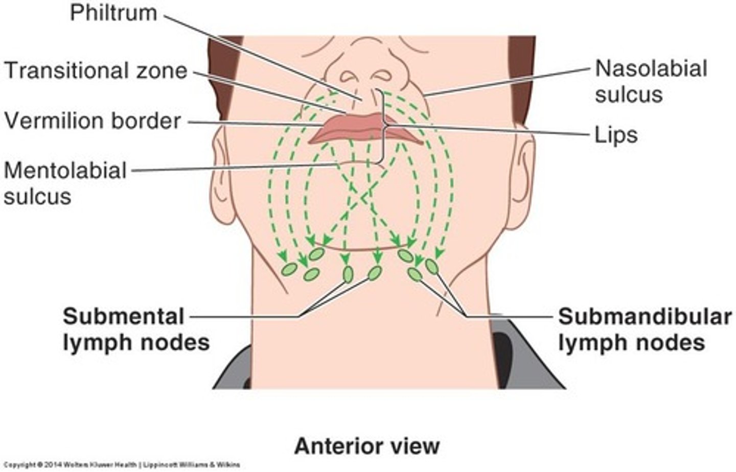 <p>- Tömmer sig i cervicales profundi.</p>