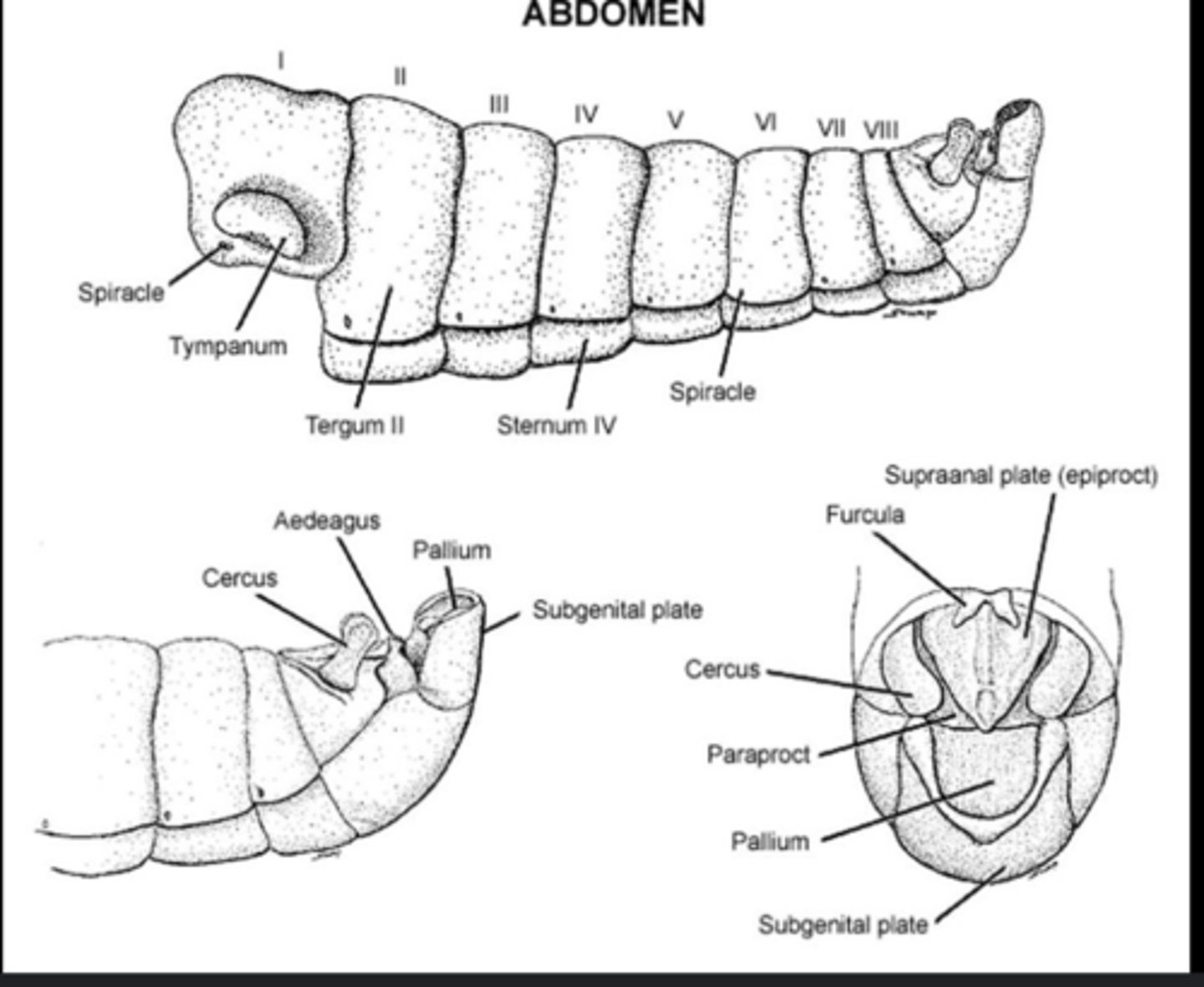 <p>Male copulatory organ for transferring sperm to female.</p>