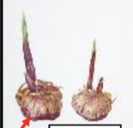 <p>A short, vertical, swollen underground plant stem that serves as a storage organ</p><ul><li><p>gladiolus</p></li></ul>