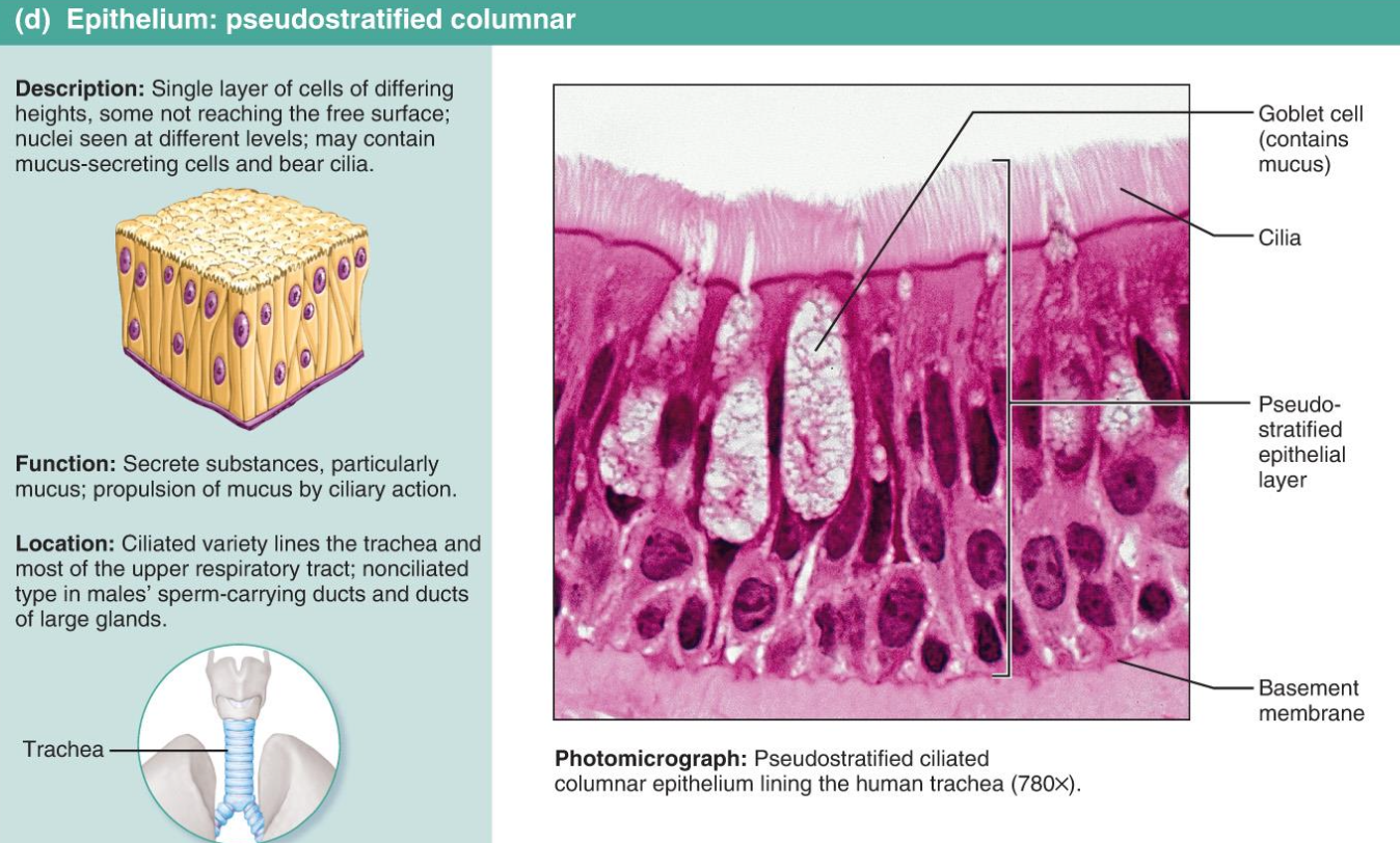 <p>Pseudostratified Columnar</p>