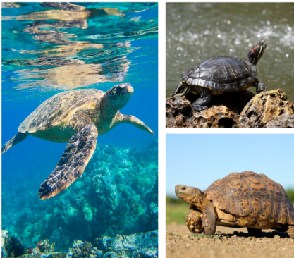 <p>What is the difference between freshwater turtles, tortoise, and sea turtles?</p>