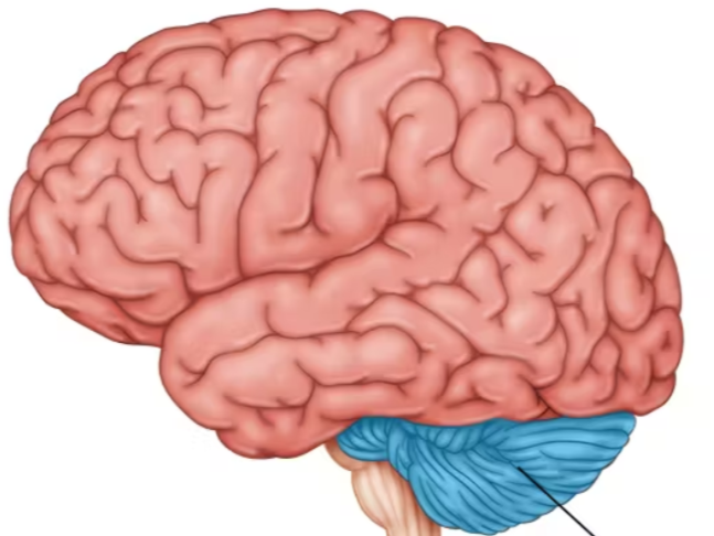 <ul><li><p>the “little brain” at the rear of the brainstorm</p></li></ul><ul><li><p>functions include processing sensory input, coordinating movement output and balance, and enabling nonverbal learning and memory</p></li></ul><p></p>