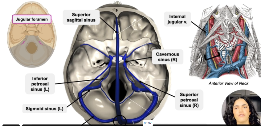 <ul><li><p><strong>Superior Sagittal Sinus</strong> turns into <strong>Confluence of sinuses</strong></p><ul><li><p>OR <strong>Inferior Sagittal sinus</strong> turns into <strong>straight sinus</strong> and the into <strong>confluence of sinuses</strong></p></li></ul></li><li><p><strong>Transverse Sinus</strong></p></li><li><p><strong>Sigmoid Sinuses</strong></p></li><li><p><strong>Internal Jugular v.</strong></p></li><li><p>Exits through <strong>jugular foramen</strong></p></li></ul><p></p>