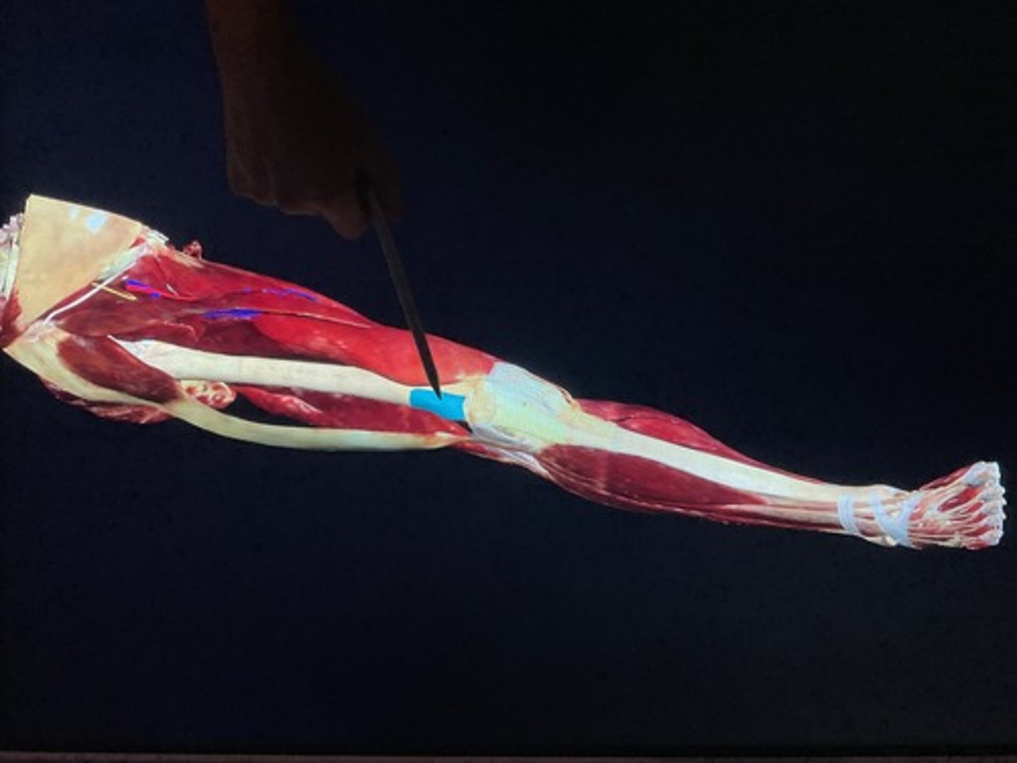 knowt flashcard image