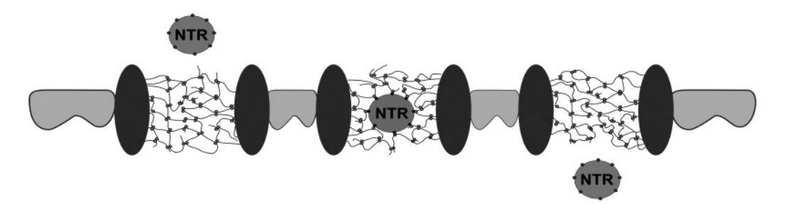 <p>THEREFORE: it can cross the hydrogel and act as import mediator through the gate</p>